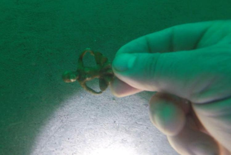 ‘DALGIÇLARIMIZLA BERABER BİR ARAŞTIRMA YAPTIK’