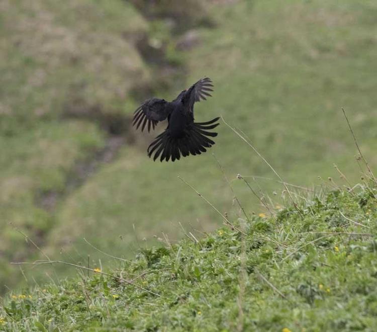 Rize’de kuş gözlemciliği, foto safari, dağ yürüyüşleri açısından çok elverişli vadilerin olduğunu söyleyen İl Kültür ve Turizm Müdürü Esra Alemdaroğlu, şu ifadeleri kullandı: