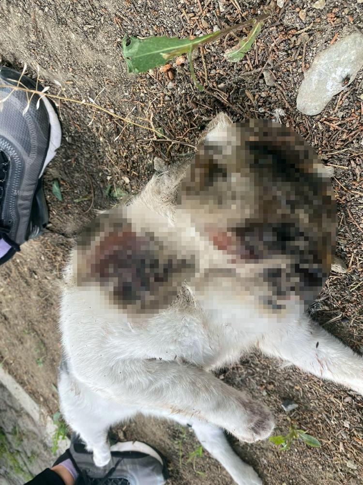 ‘KEDİMİN ÖLÜSÜNÜ ÇÖPTE BULDUM’