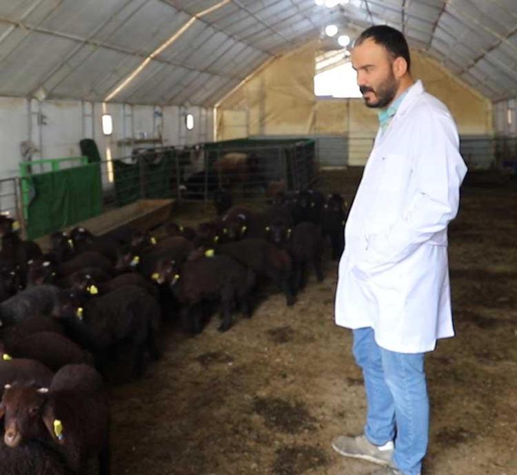 86 SAĞLIKLI KUZU ELDE ETMEYİ BAŞARDIK