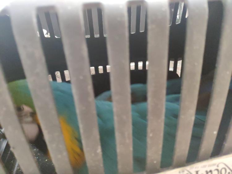 SES ÇIKARTMASINLAR DİYE HAYVANLARIN AĞIZLARINI BAĞLAMIŞLAR