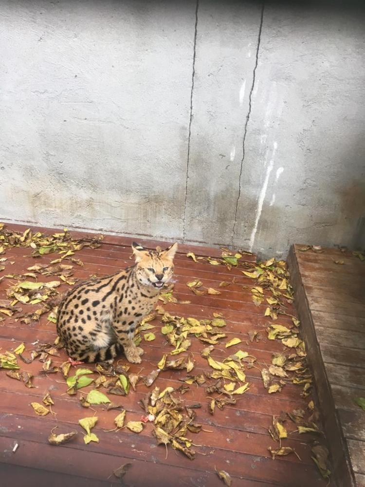 GÖZALTINA ALINANLAR ARASINDA VETERİNER HEKİMLER DE VAR