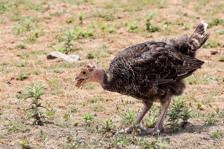 2 BİN HİNDİ MERAYA SALINDI