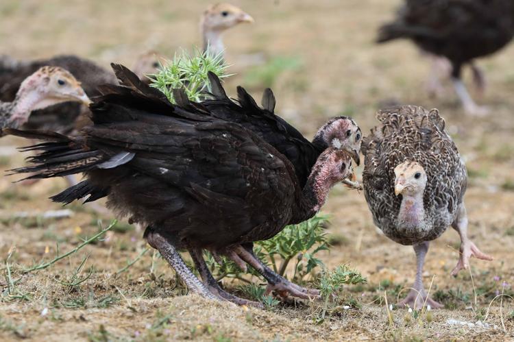 HİNDİLERİN ÇOK İYİ MÜCADELE ETTİĞİNİ FARK ETTİK