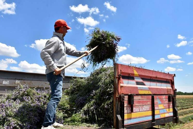 YAĞI İÇİN DE ÇİÇEĞİ İÇİN DE ÜRETİLEBİLİR