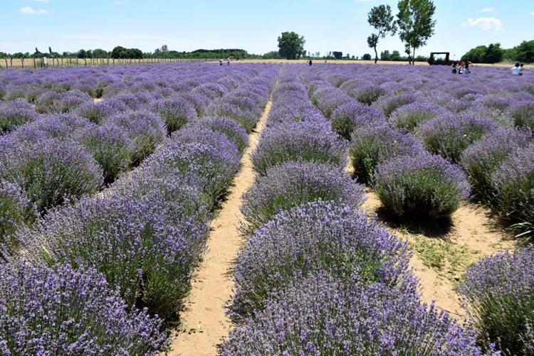 ÇAPA DIŞINDA MASRAFI YOK