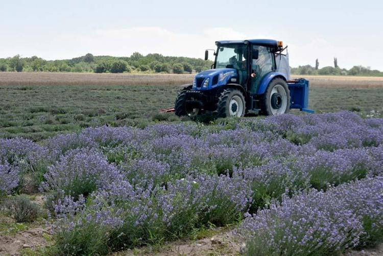 TÜRKİYENİN LAVANTA YAĞINA İHTİYACI VAR