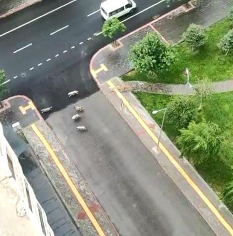 ‘ÇOCUKLARI KOVALARKEN MÜDAHALE ETTİK’