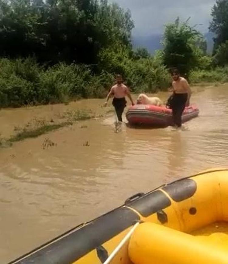 SELDE MAHSUR KALAN HAYVANLAR BOTLARLA KURTARILDI