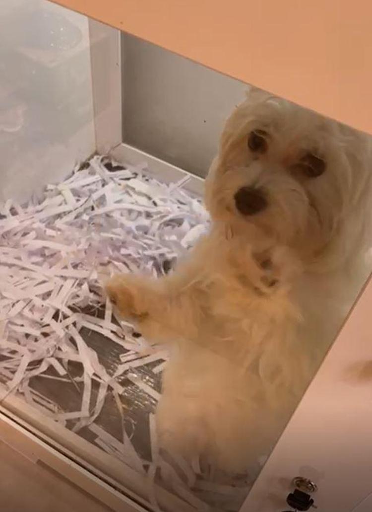 HAYVAN BAŞINA 2 BİN 43 LİRA CEZA