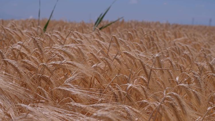 ‘ÇİFTÇİ KARŞILIĞINI ALAMAZSA ÜRETİMİN SÜRDÜRÜLEBİLİRLİĞİ AZALIYOR’