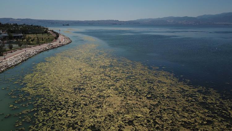 BESİN BİTMEDİĞİ SÜRECE BU BİTKİLER BİTMEZ