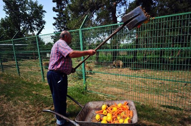 BÖCEKLERİN BESLENMESİNDE DE KULLANILABİLİR