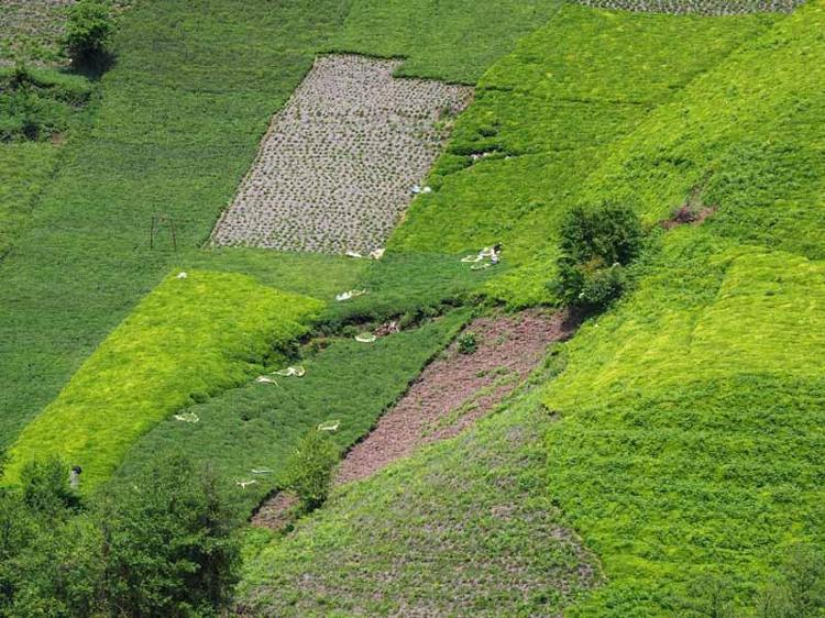 ÜRETİCİ ÇAYINI HEVESLE TOPLADI’
