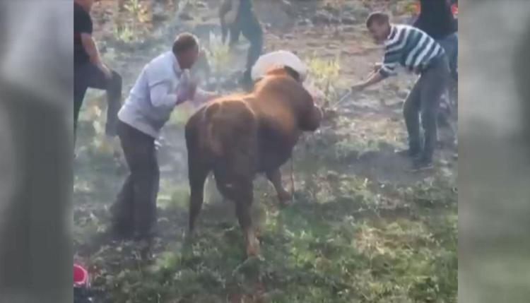 KURBANLIK BOĞA ZOR ANLAR YAŞATTI