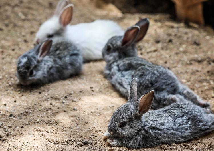 EV ORTAMINDA TAVŞANLAR EVCİLLEŞTİRİLEMEZ