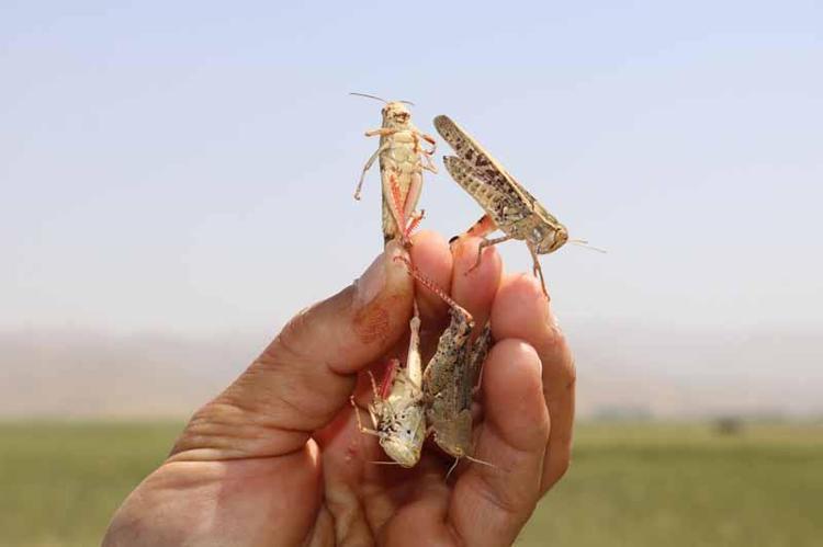 LARVA DÖNEMİ İLAÇLAMASI SONUÇ VERİYOR