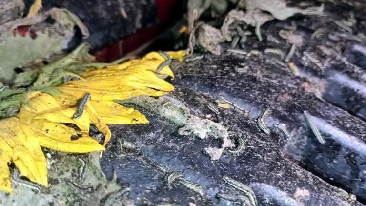 ‘ÇİFTÇİMİZİ BU ZARARLIDAN KURTARMAYI HEDEFLİYORUZ’