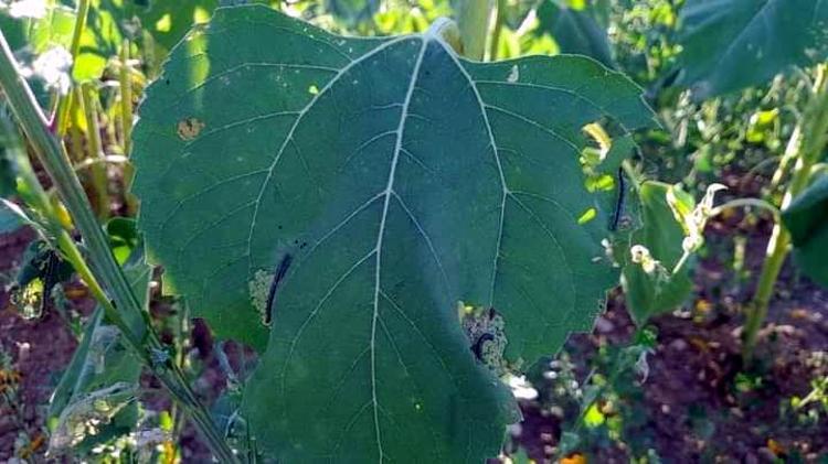 VAKİT KAYBETMEDEN İLAÇLI MÜCADELE YAPILMALI
