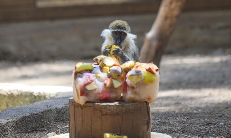 HAYVANLAR BUZLA SERİNLEDİ