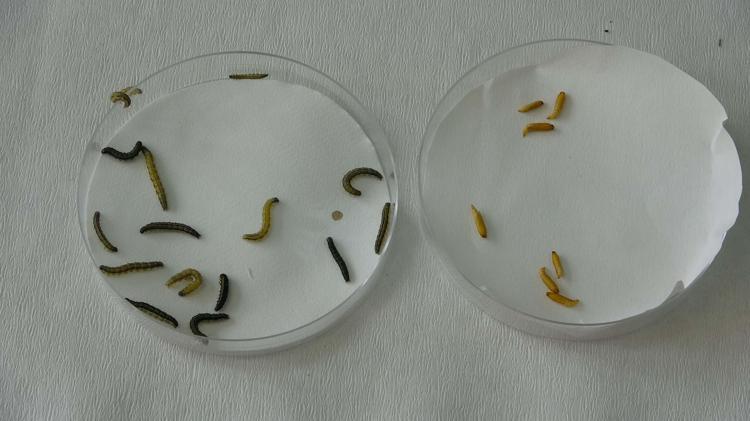 HER SENE SALGIN YAPAN BİR BÖCEK DEĞİL