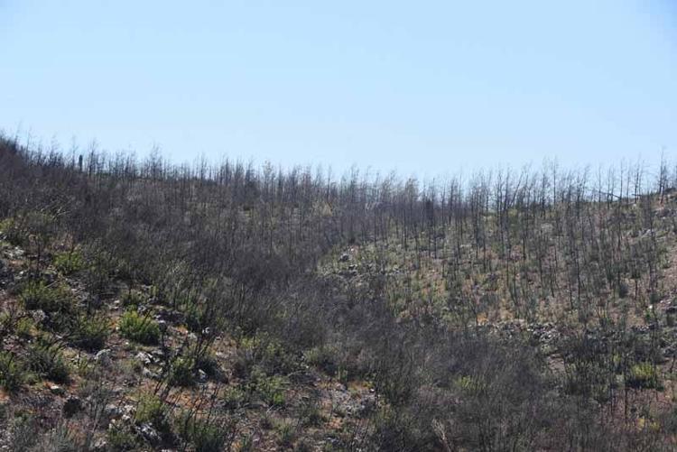 780 BİN FİDAN TOPRAKLA BULUŞTURULDU