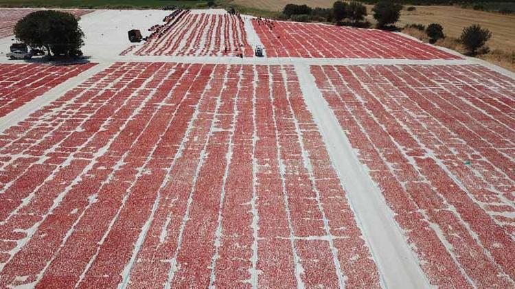 TÜRKİYENİN DOMETES ÜRETİM ÜSSÜ