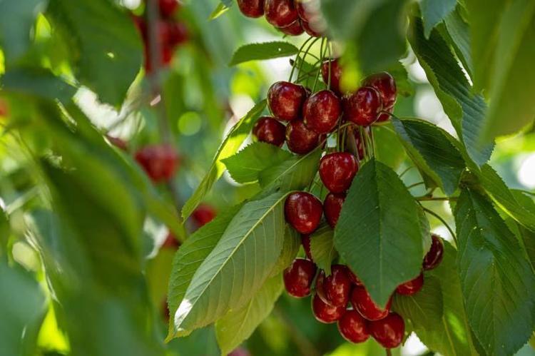 HEDEF 15 BİN TON KİRAZ ÜRETİMİ