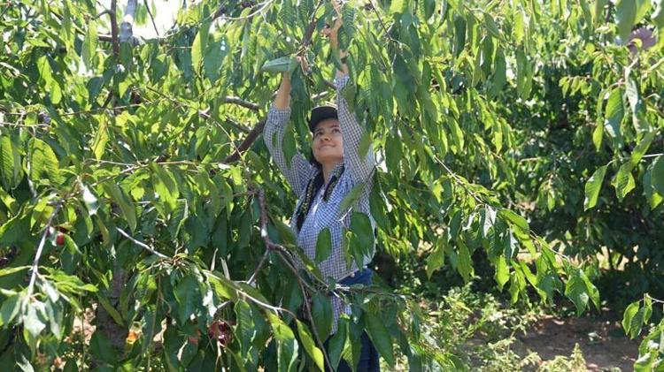 SERT VE DAYANIKLI KİRAZA TALEP