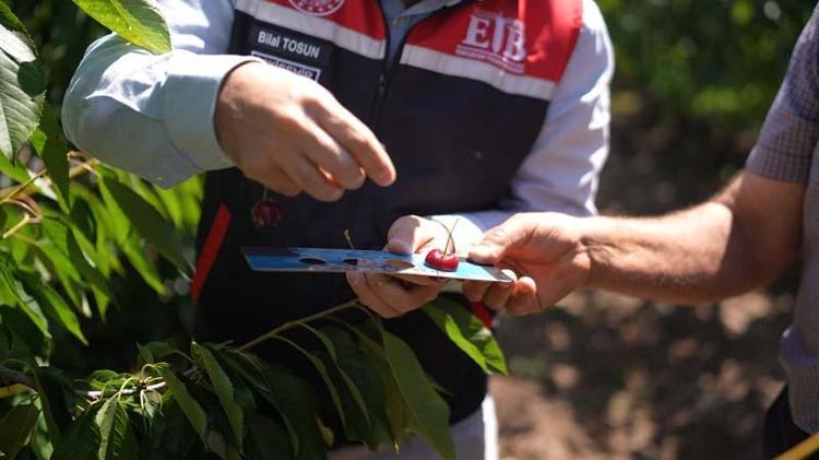 KİRAZ ÜRETİCİSİNE PROFESYONEL EĞİTİM