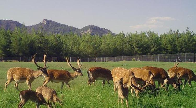 AVLANMASI YASAK, CEZASI AĞIR