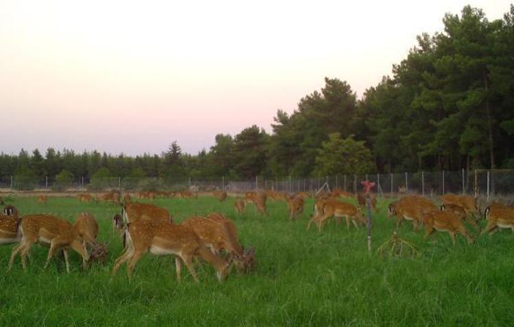 ÜRETİM SADECE 7 ALAGEYİKLE BAŞLADI