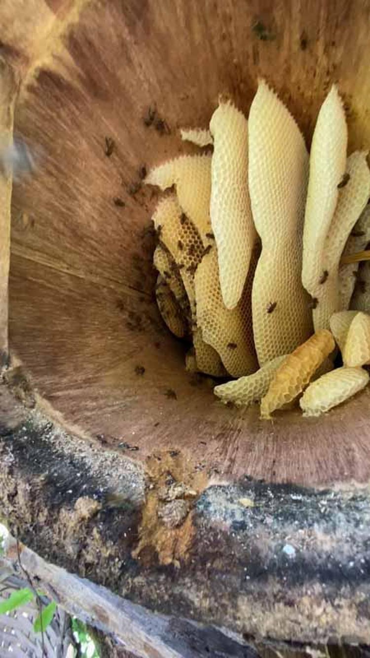 KARA KOVAN BALI DOĞAL