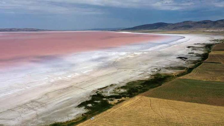 FLAMİNGOLAR, RENKLERİNİ TUZ GÖLÜNDEN ALIYOR