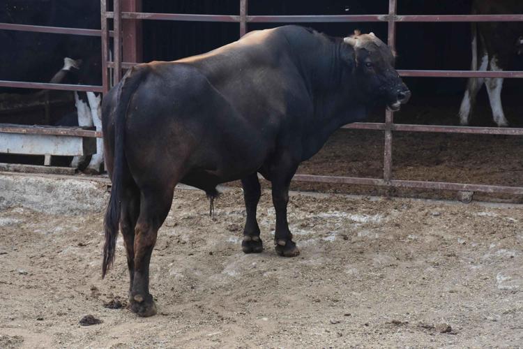 BU HAYVANLAR ASLINDA BİRER SEMBOL