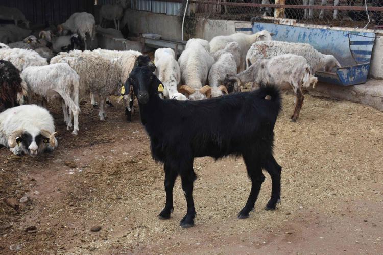 SAATLERCE YÜZEN KARAKIZ DA ÇİFTLİKTE