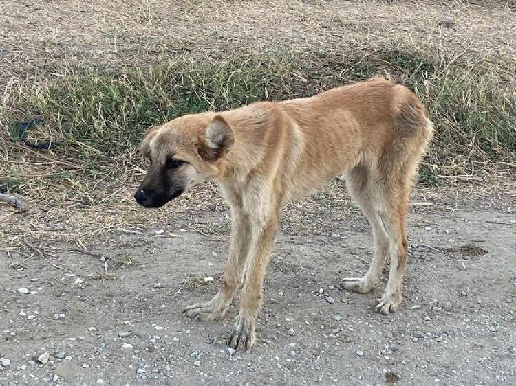BİLTEKİN: HAYVAN BESLEYEN KİŞİLER SALDIRIYA UĞRAMAYA BAŞLADI