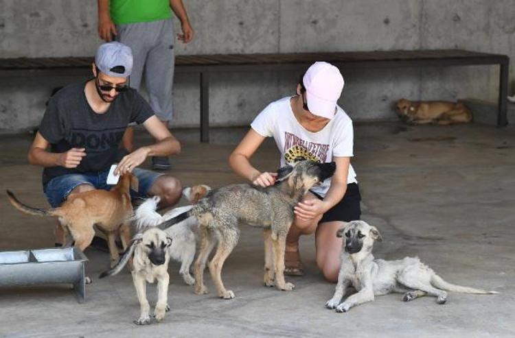 PAÇALI: HAYVANLAR BU UYGULAMADA İŞARETLENDİKTEN SONRA KATLEDİLİYOR