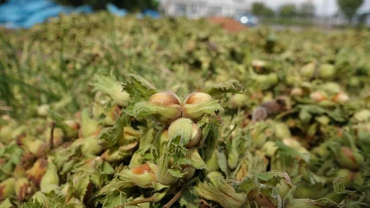 ‘SAHİL YOLU FINDIĞI KURUTMAK İÇİN EN İYİ YER’