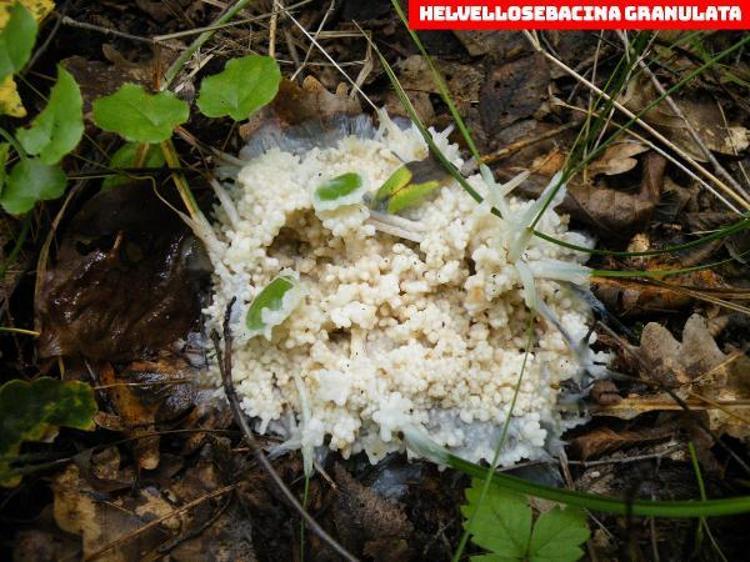 KEŞFEDİLEN MANTAR SAYISI 35E ÇIKTI