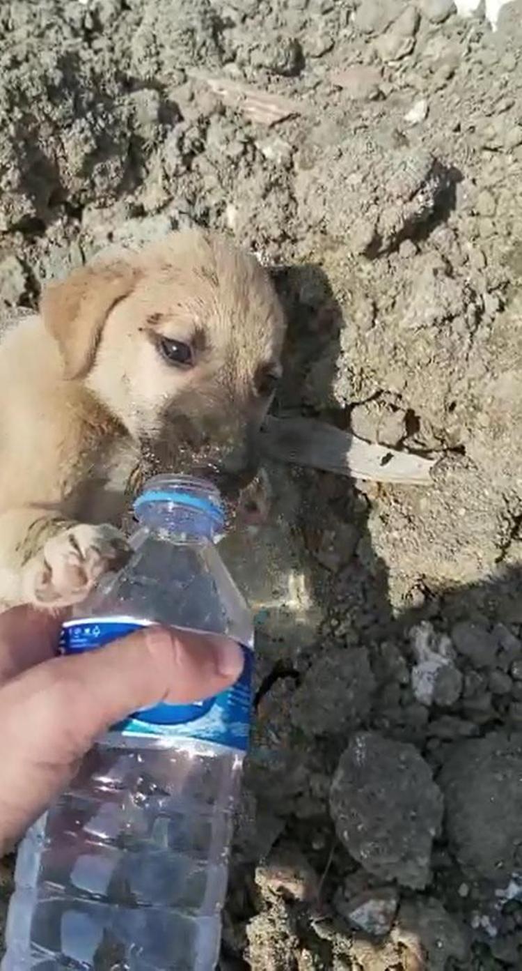 ARAÇLARIN ALTINDA EZİLİP CANLARINI VERİYORLAR