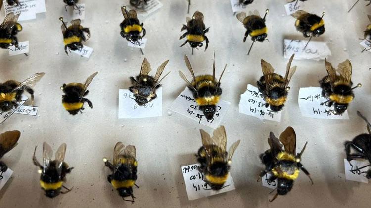 ARILARIN NÜFUSU GERÇEKTEN AZALIYOR