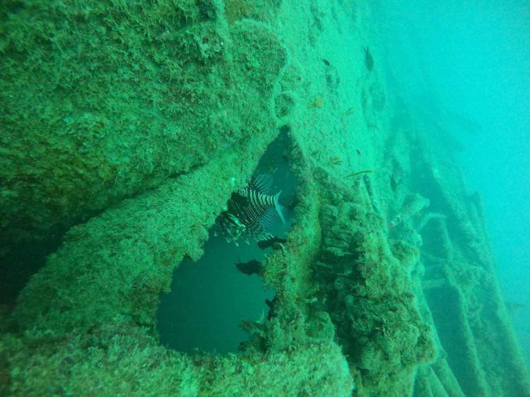 İSTİLACI TÜRLER İSTİLA ETTİ