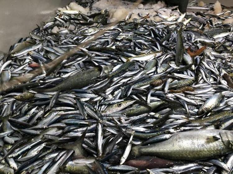 İLK GÜN YÜZLER GÜLDÜ