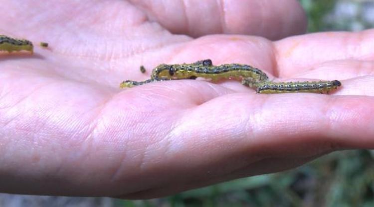 “SON KALAN NESİLLER TARLA BULAMADIĞI İÇİN İSTANBULDA PARKLARDA
