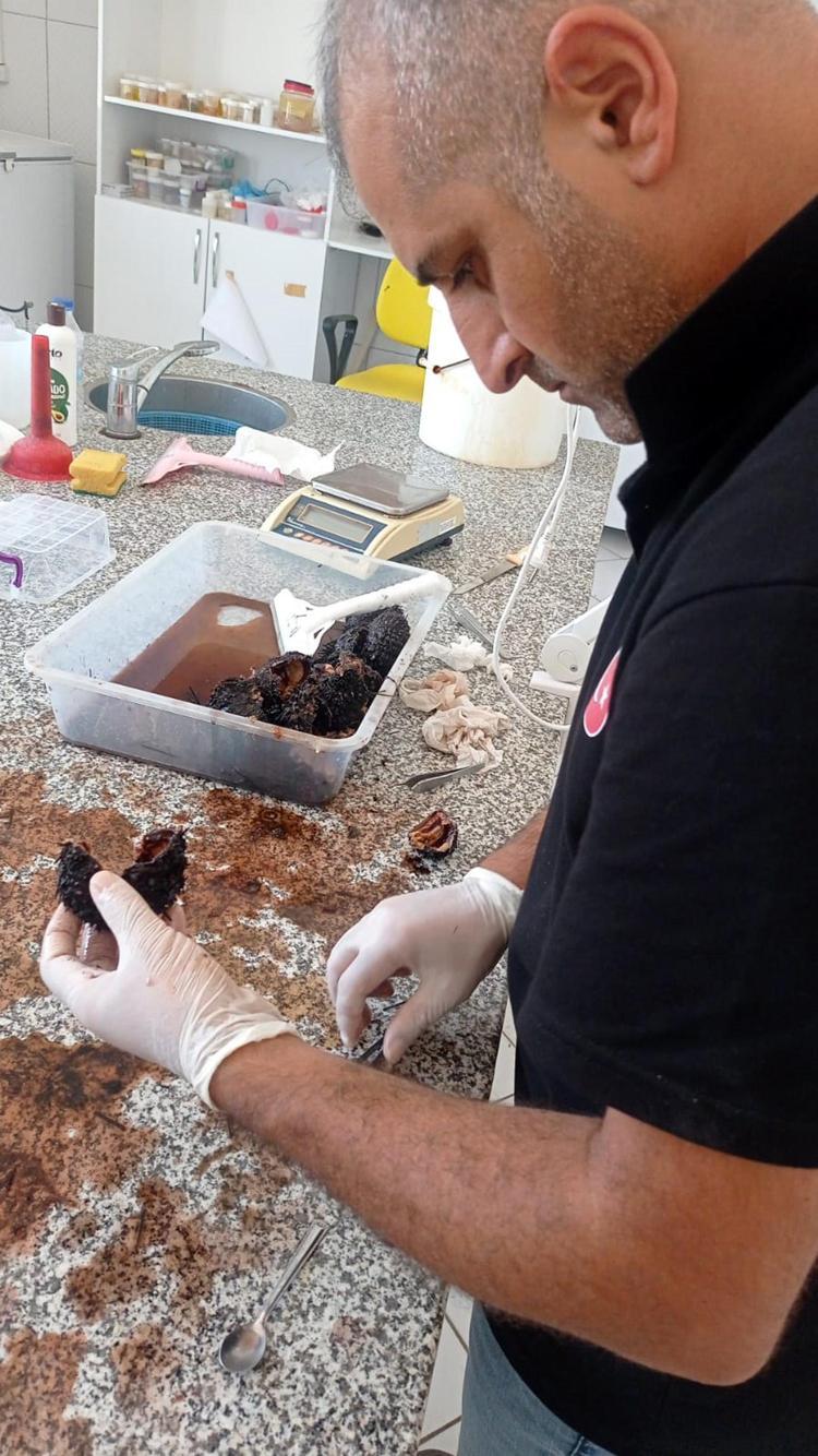 İLK KEZ 2006DA TESPİT EDİLDİ