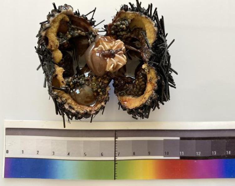 DİKEN BOYLARI 30 SANTİM