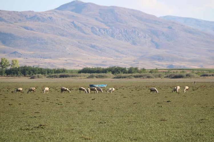 KUŞ VE BALIKLAR YOK OLDU
