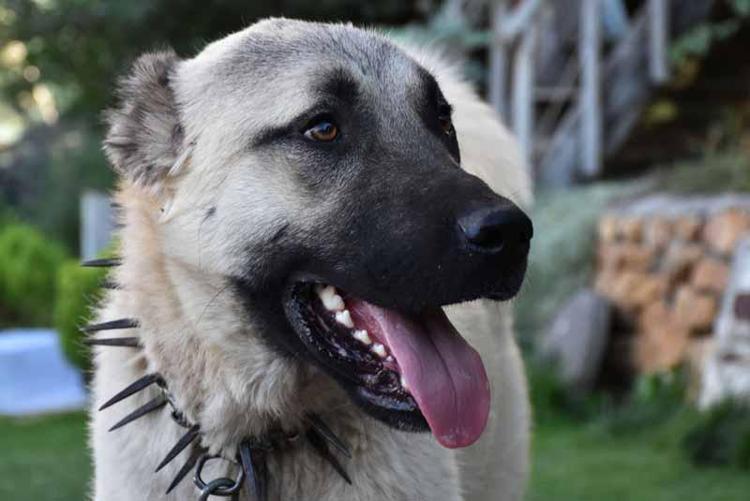 YAĞ TABAKASI OLUŞAN KÖPEKLER DAHA AZ ÜŞÜYOR