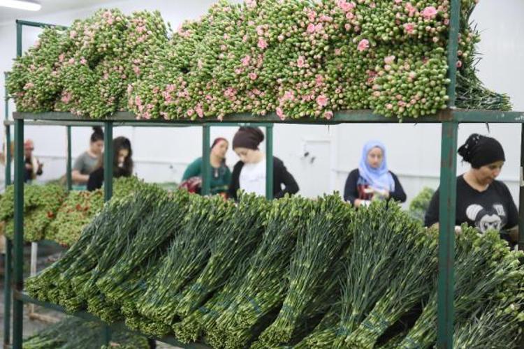 TOMURCUK HALİYLE GÖNDERİLİYOR